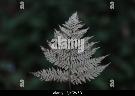 A closeup shot of a white fern on the blurry background Stock Photo