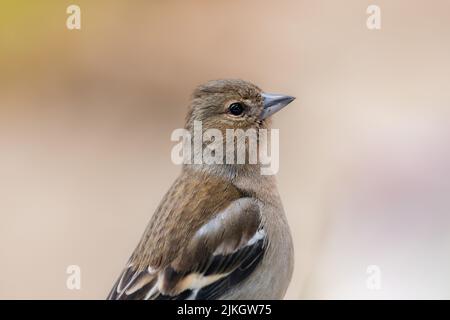 Un cliché de mise au point peu profonde d'un chaffinch femelle (Fringilla coelebs) Banque D'Images