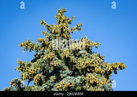 Sommet d'un grand arbre d'épinette bleue (Picea pungens glauca) avec de nombreux cônes jaunes mûrissant. Banque D'Images