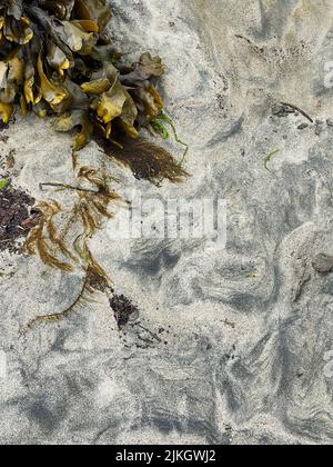 Motifs de sable et algues sur une plage de sable. Banque D'Images