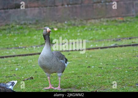 The close-up of Greylag goose standing on the ground Stock Photo