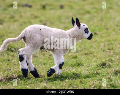 A closeup of a cute black spotted lamb running through the green field Stock Photo