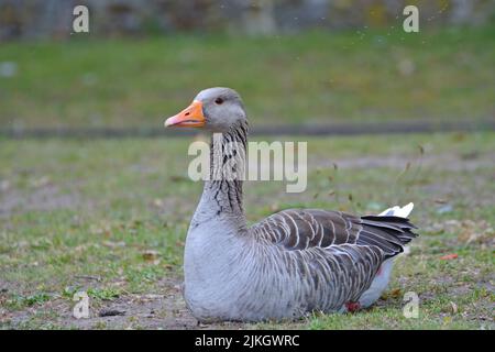 The close-up of Greylag goose sitting on the ground Banque D'Images