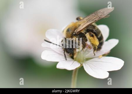 Gros plan sur une abeille minière féminine de Gwynne, Andrena bicolor sur une fleur blanche de Geranium pyrenaicum dans le jardin Banque D'Images