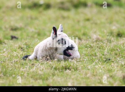 A closeup of a cute black spotted lamb lying on the green grass Stock Photo