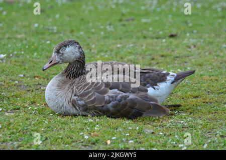 Un gros plan d'un mignon canard collard perché sur l'herbe et dormant Banque D'Images