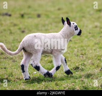 A closeup of a cute black spotted lamb walking through the green field Stock Photo