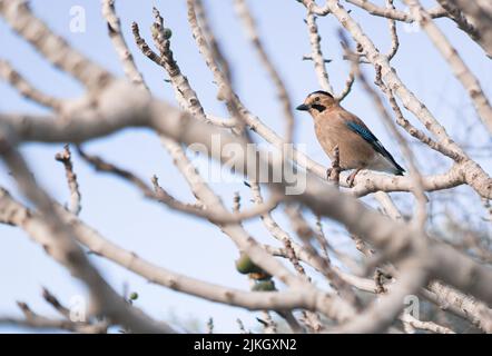 Photo d'un geai eurasien (garrulus glandarius) perché sur un arbre Banque D'Images