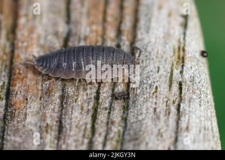 Gros plan sur une oudsouris grise rugueuse, Porcellio scabre assis sur le bois dans le jardin Banque D'Images