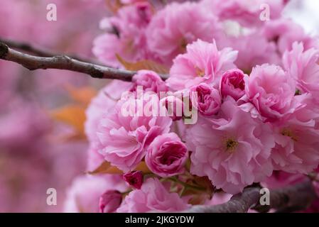 A closeup of beautiful east asian cherry blossom in a garden Stock Photo