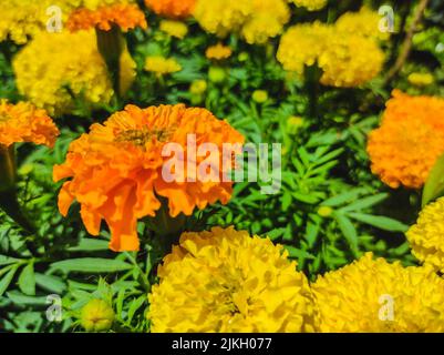 A closeup shot of yellow and orange marigolds in the garden Banque D'Images