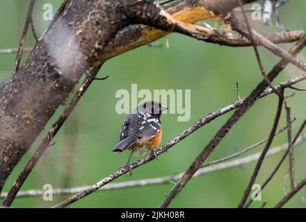 Spotted Towhee, perchée sur une branche de la forêt qui recherche de la nourriture. Banque D'Images