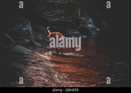 A red Irish setter at a small lake Stock Photo