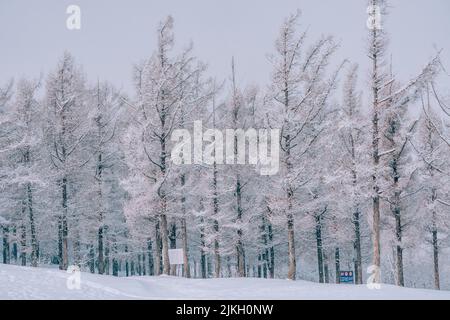 A beautiful view of snow-covered high trees in a forest in winter Banque D'Images