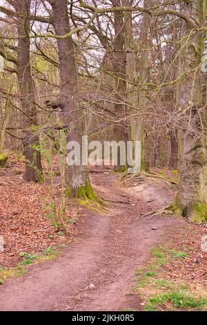 A vertical shot of a path passing through a forest with leafless mossy trees and fallen leaves Stock Photo