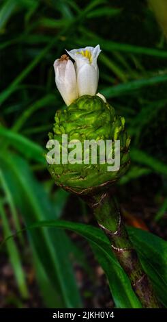 Gros plan de la crêpe gingembre (Costus speciosus) fleur blanche en fleurs Banque D'Images