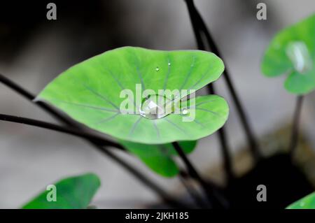 tasse de café colocasia ou caladium, feuille d'éléphant ou éléphants Ear ou rosée sur le caladium Banque D'Images