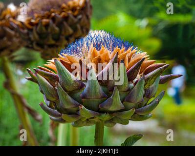 Artichaut, Cynara cardunculus. Une tête pleine fleur et une ouverture. Les fleurs sont de minuscules fils violets entourés de calices violets verts raides. Banque D'Images