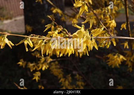 Un plan macro sur certains forsythia en fleur. bush Banque D'Images