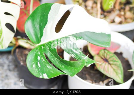 Albo Plant, Monstera Albo Borsigiana ou Monstera Albo Variegata ou Monstera Albo ou Monstera Albo Banque D'Images