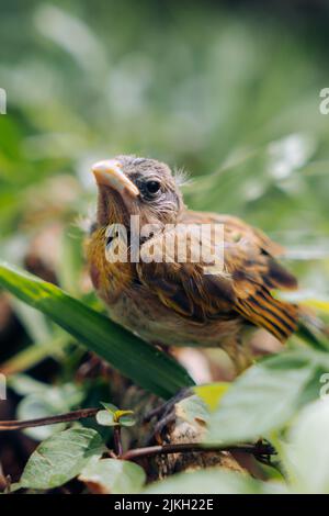 A beautiful shot of an old-world sparrow Stock Photo