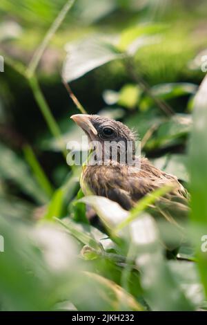 A beautiful shot of Saffron finch behind the leaves Stock Photo