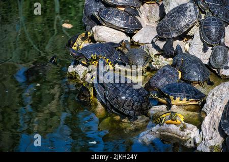 Une belle photo de plusieurs tortues d'eau près du lac Banque D'Images