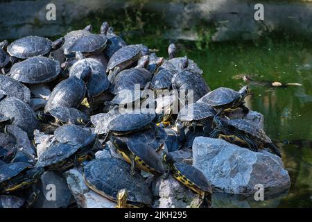 Une belle photo de plusieurs tortues d'eau près du lac Banque D'Images