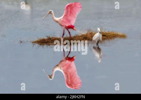 Ailes d'étirement du spoonbill de Roseate Banque D'Images