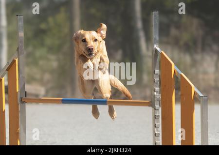 Labrador Retriever surmonte un obstacle à l'agilité sur un parcours d'agilité de chien Banque D'Images