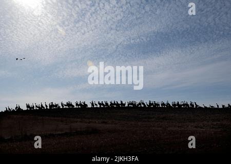 Silhouette Sandhills Crane oiseaux dans la colline Banque D'Images