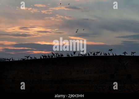 Silhouette Sandhills Crane oiseaux dans la colline Banque D'Images