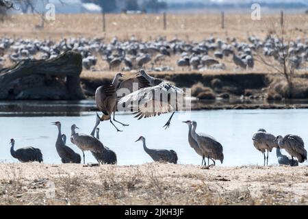 A flock of sandhill cranes resting on the bank of a lake Stock Photo