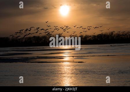 A beautiful shot of a flock of sandhill cranes in the sunset sky Stock Photo