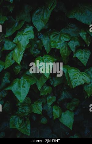 A vertical closeup of ivy leaves covered with waterdrops Stock Photo