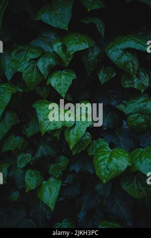 A vertical closeup of ivy leaves covered with waterdrops Stock Photo