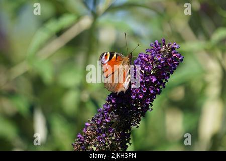 Gros plan d'un papillon en forme d'œil de paon assis sur une fleur de bourgeon dans le jardin Banque D'Images