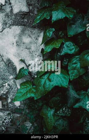 A vertical closeup of ivy leaves covered with waterdrops Stock Photo