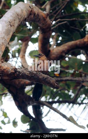 A vertical closeup of a boat-tailed grackle perched on a branch of a green tree Stock Photo