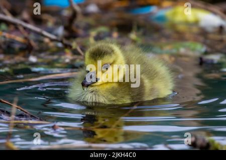 A closeup shot of two little Egyptian Gooses Goslings in the lake Stock Photo