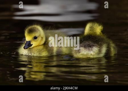 A closeup shot of two little Egyptian Gooses Goslings in the lake Stock Photo