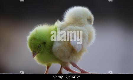 A Closeup of little chickens on blurred background Stock Photo