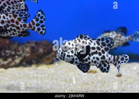 L'arlequin sucrée des poissons dans un aquarium de près Banque D'Images