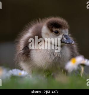 A shot of a little Egyptian Goose Gosling walking on the grass Banque D'Images