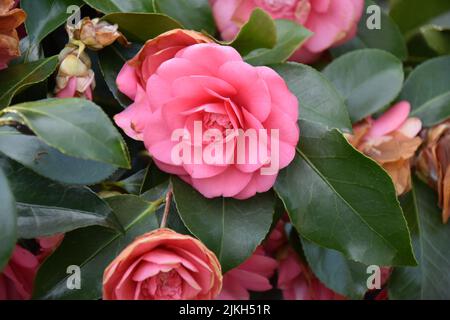A beautiful vibrant pink Japanese Camellia flowers Stock Photo