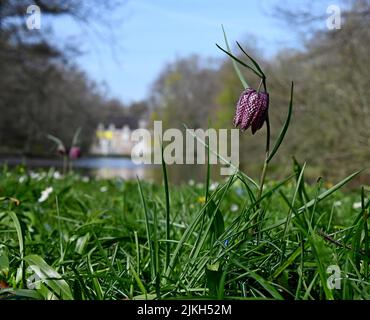 Gros plan d'un Fritilaria violet et blanc cultivé dans le jardin au printemps Banque D'Images