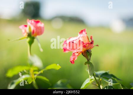 Gros plan de deux roses de jardin avec un arrière-plan herbacé flou Banque D'Images