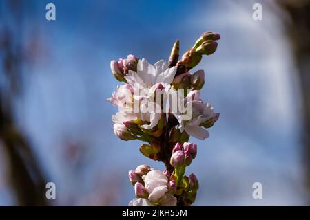 Une photo sélective des cerisiers en fleurs Banque D'Images