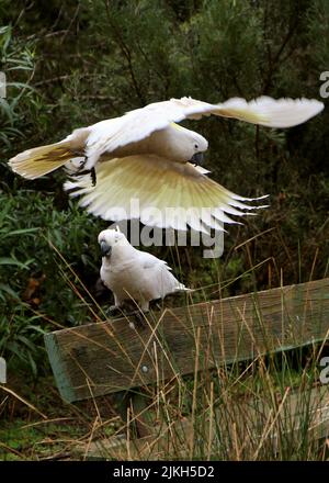 A vertical shot of two cockatiels (Nymphicus hollandicus) in the forest Stock Photo