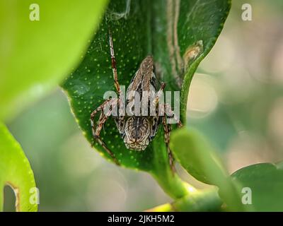 Oxyopes es una género de arañas que pertenecen a la familia de los oxiópidos o arañas lince.[2]​ Agrapa a más de 290 especies reconocidas que se distr Banque D'Images